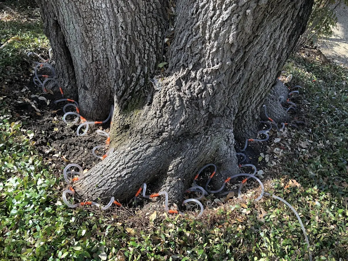 Detailed Tree Cabling and Bracing job site in Porters Falls