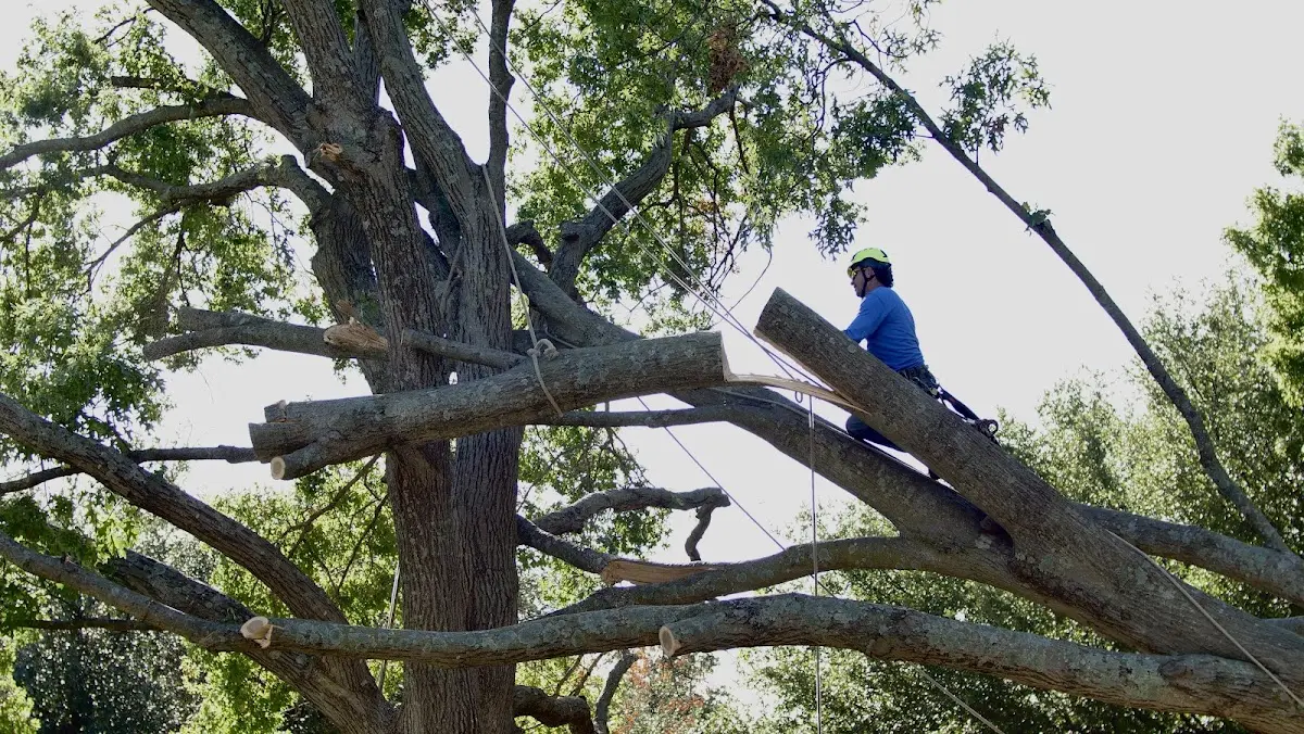Professional Crown Thinning performed by certified arborists in Porters Falls