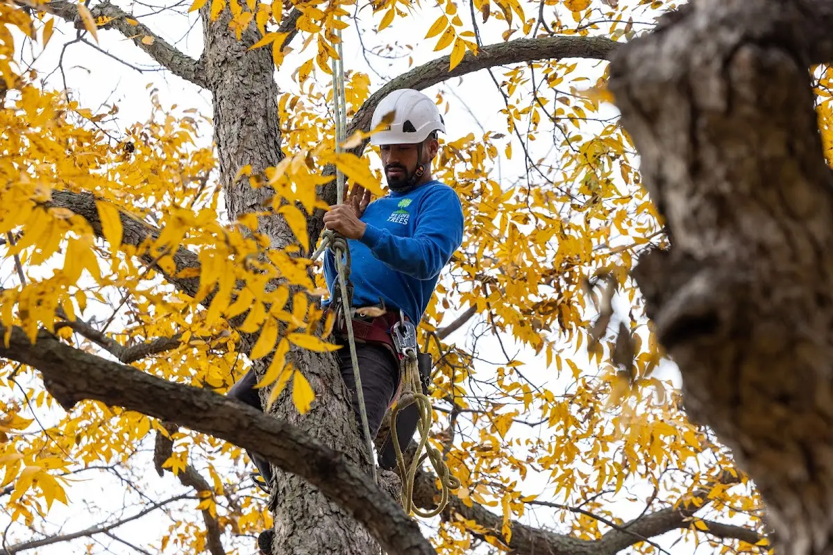 Skilled Tree Transplanting crew working in Porters Falls